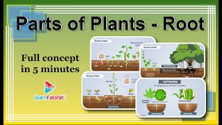 Class 6 Science Getting to Know Plants - Parts of Plants - Root