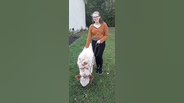 baby highland cow 🐮 #cute #farmlife #cow #animal #outdoors #highlandcow #baby #pets #fall #love #diy