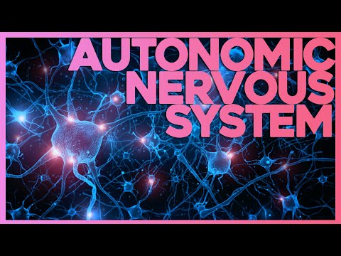 Autopilot Mode: The Autonomic Nervous System Explained | Corporis