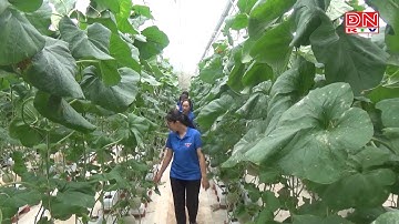 Thanh niên khởi nghiệp thành công với mô hình trồng dưa lưới công nghệ cao