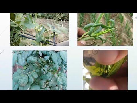 Vídeo: Guia de poda de la corona d'espines: consells per tallar una planta de corona d'espines