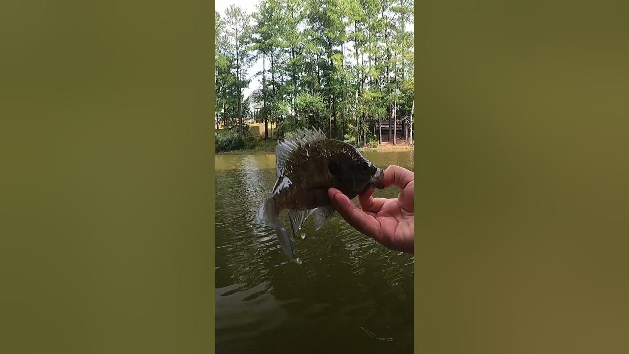 What kind of fish can you catch on the tiniest fishing rod and reel
