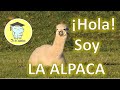 Hola soy la alpaca