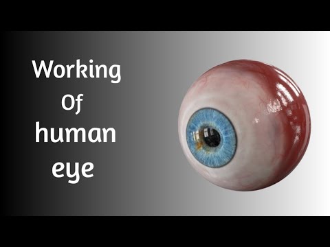 आँख 👁 कैसे काम करते हैं। How do we see objects with our eyes  । #Shorts #Scientificshorts