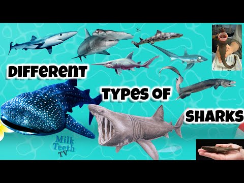 चित्रों के साथ विभिन्न प्रकार के शार्क बच्चों और छात्रों के लिए मनुष्यों के साथ तथ्य और आकार की तुलना GK