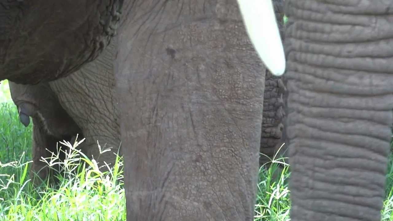 baby elephant learning how