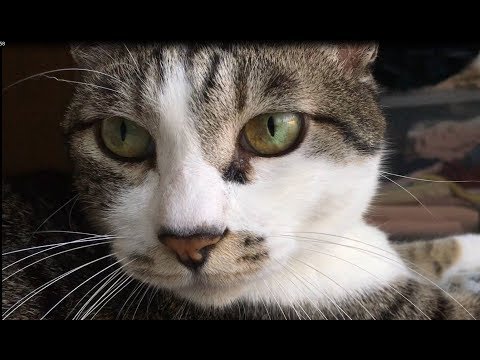 Cat Vs String