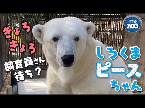 飼育員さん待ち？きょろきょろホッキョクグマのピースちゃん【とべ動物園】