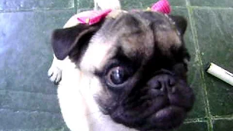Como colocar laço em cachorro Pug?