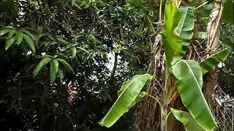 cách thu hoạch chuối ( chặt chuối )