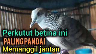Pancingan perkutut betina memanggil jantan