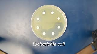 Demo: Antibiotic Susceptibility