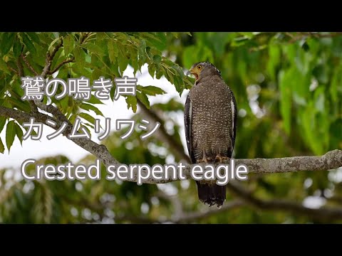 【鷲の鳴き声】カンムリワシ Crested serpent eagle