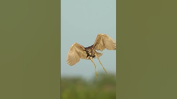 Thumbnail of night heron flying #heron #bird #wildlife #nature