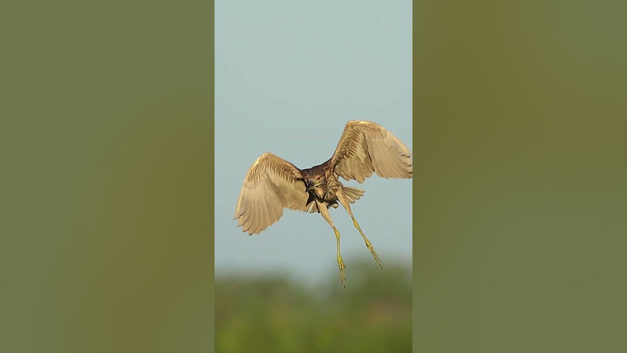 night heron flying #heron #bird #wildlife #nature night heron flying #heron #bird #wildlife #nature