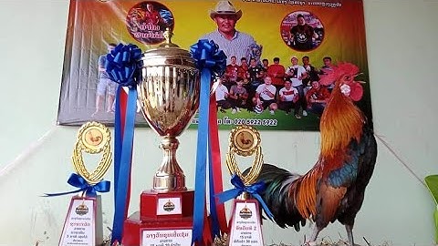 Sib tw qaib cuab qua zoo