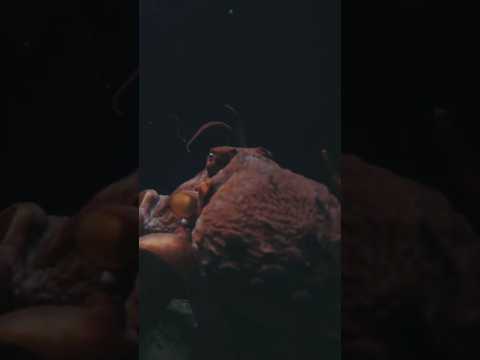 Deep Sea Animals