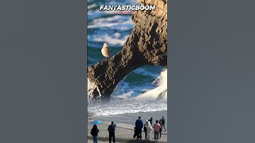 OH, MY GOD! BIRD WAITS FOR FISH IN THE WAVES
