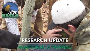 Stop BMSB Research Update: Monitoring and Trapping