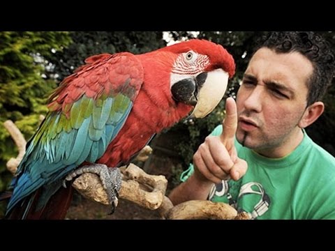 funny-parrots-★-you-won't-believe-these-parrots-are-real!-[funny-pets]