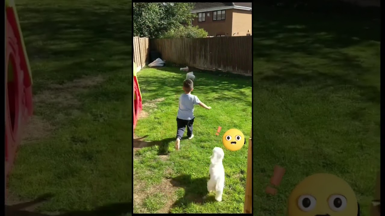 🙈An EPIC fall running after Maltese Dogs. FUNNY DOG VIDEO 