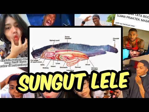 SUNGUT LELE