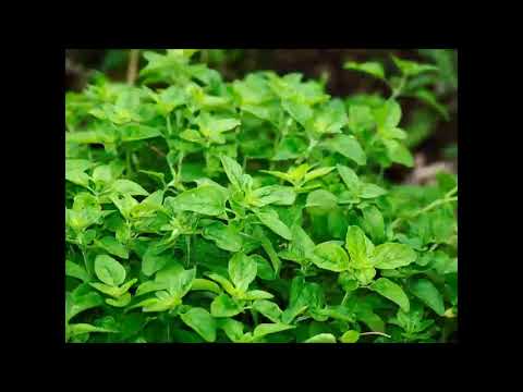 Video: Kretischer Oregano