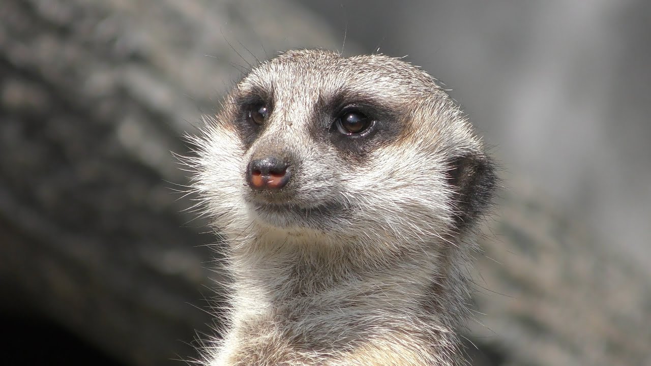 Meerkat (MORIOKA ZOOLOGICAL PARK, Iwate, Japan) April 12, 2019