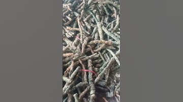 CÂY MƯỚP GAI - MÓP GAI THẢO DƯỢC TỰ NHIÊN RẺ TIỀN MÀ TỐT