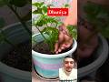 #hungergamestiktok घमलामै धनिया फलाउने तरिका #farming #growingplants #agriculturaltechnology #sorts