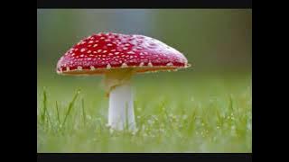 LAGU LAHAT - MUTIK TIHAU