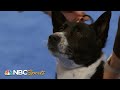 National dog show 2023 herding group full judging  nbc sports