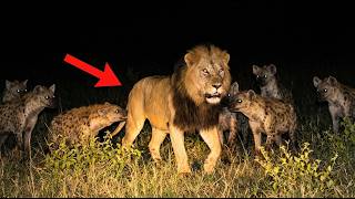 Scientists Finally Revealed What Happens When Hyenas Attack a Male Lion — And It’s Bizarre