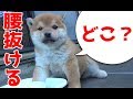 【柴犬子犬】てんちゃんが家に来た！見知らぬ天井に腰が抜けてしまう...　太郎の犬モノガタリ＃６