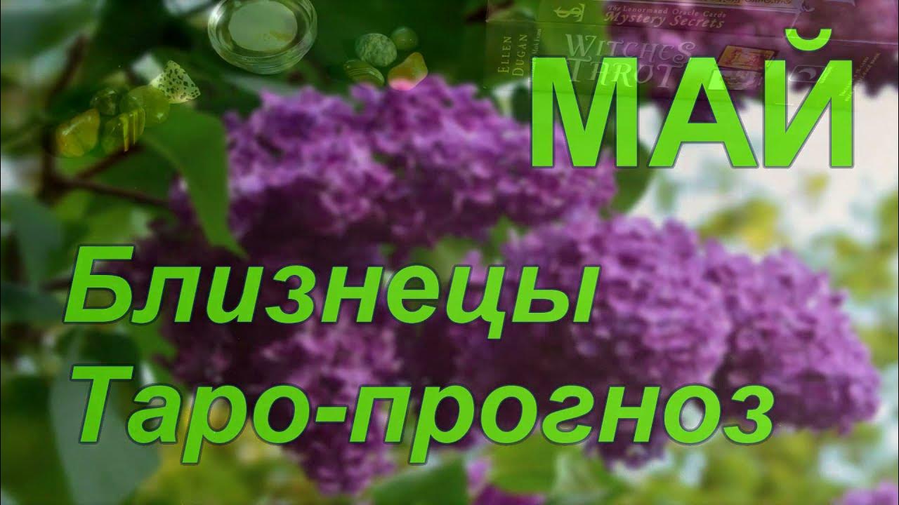 Близнецы май месяц. Майские Близнецы.