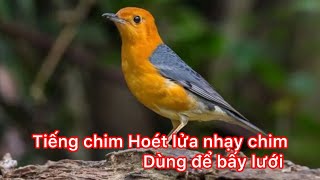 Tiếng chim Hoét lửa tụ đàn , tiếng chim Hoét lửa gọi bầy