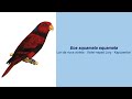 350 Parrot Species  -  #6 Eos squamata