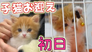 子猫の'ちゃいくん'お迎え初日の日密着【時間】