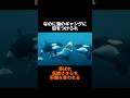 哀れなり、海の王者よpart2