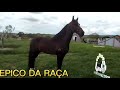 Show de morfologia o ÉPICO DA RAÇA garanhão marcha picada registrado no MM. Idade: 20/04/2016