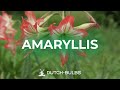 Planter des bulbes damaryllis en potsdutchbulbscom