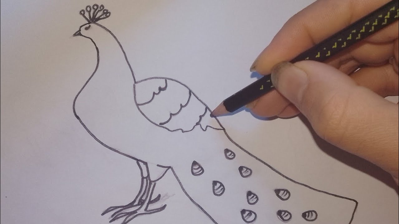 How to Draw a peacock 🦚 Drawing by step by step Easy - YouTube
