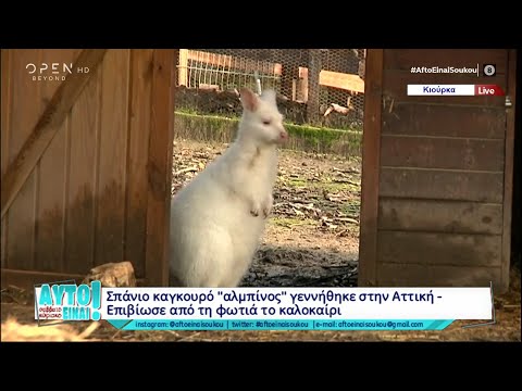 Σπάνιο καγκουρό «αλμπίνος»