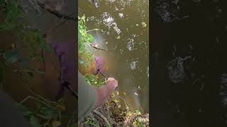 #bdvillagevlog #bdfishingvideo #bdfish #villagelife #মাছ #shorts #shortvideo #viralvideo #মাছধরা