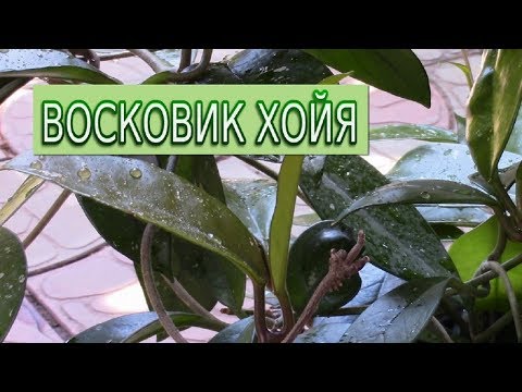 ВОСКОВИК ХОЙЯ. В ОЖИДАНИИ ЦВЕТЕНИЯ!