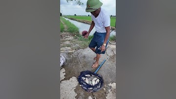 Thả Lưới Dính Toàn Cá Ngon - Đánh Bắt Cá-Quê Hương Tôi HD