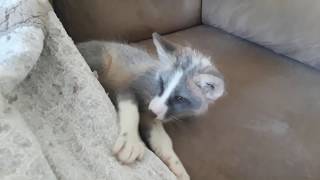Couch monster 2 0 in training