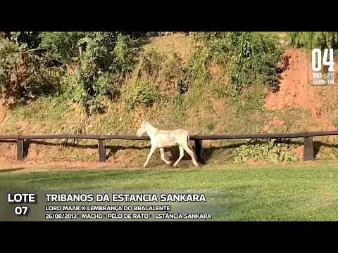 TRIBANOS DA ESTANCIA SANKARA