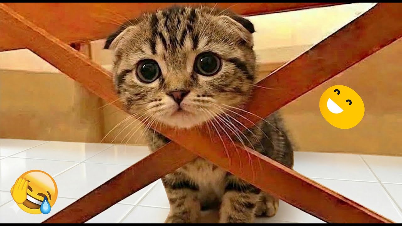 You Laugh You Lose 😸 Funniest Cats and Dogs 2026 🐾❣️ Part 18