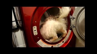 Merrick vs dryer by illona haus 4 views 4 years ago 1 minute, 38 seconds